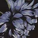 No-Show Cheeky Panty, Black Ground Peonies, swatch